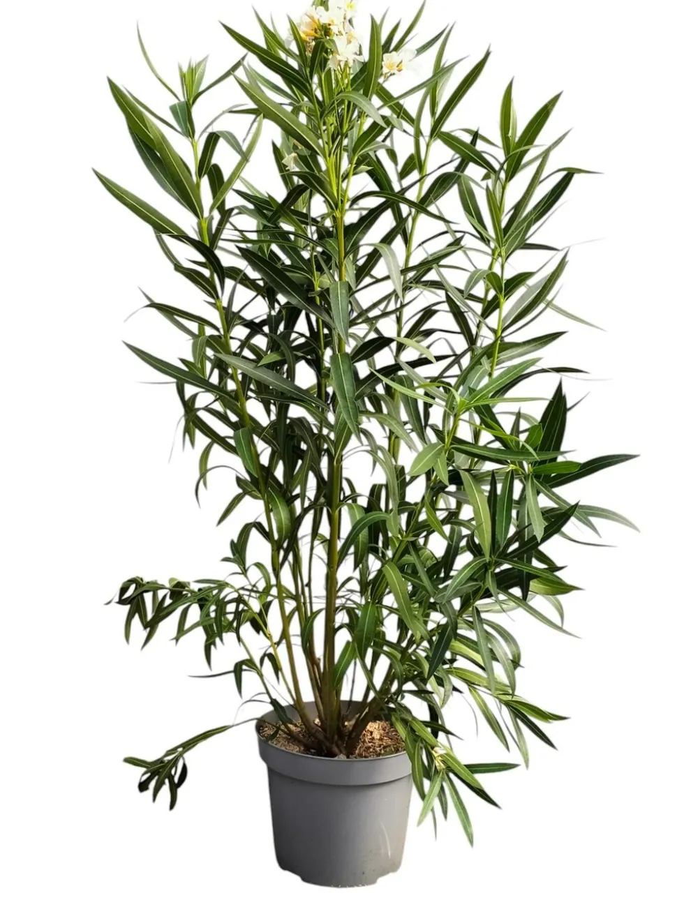 MA PÉPINIÈRE - Laurier rose 'colnem' - pot 15 l - h 140 cm