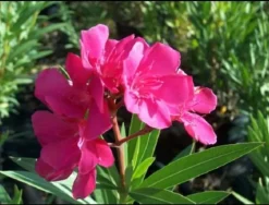 MA PÉPINIÈRE - Laurier rose 'rosanie' - pot 3 l - h 80 cm