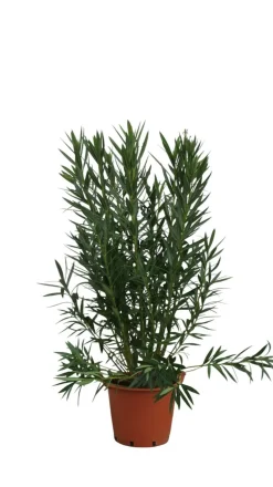 MA PÉPINIÈRE - Laurier rose 'lisa' - pot 30 l - h 160 cm
