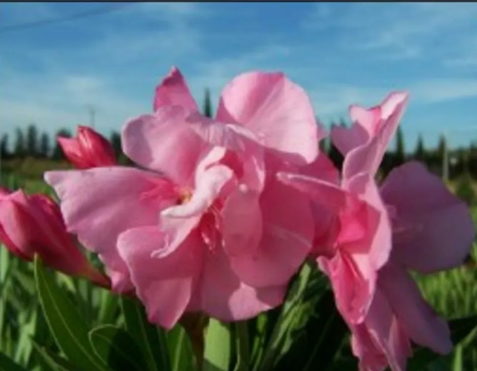 MA PÉPINIÈRE - Laurier rose 'louis pouget' - pot 15 l - h 140 cm