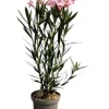 MA PÉPINIÈRE - Laurier rose 'colise' - pot 3 l - h 80 cm