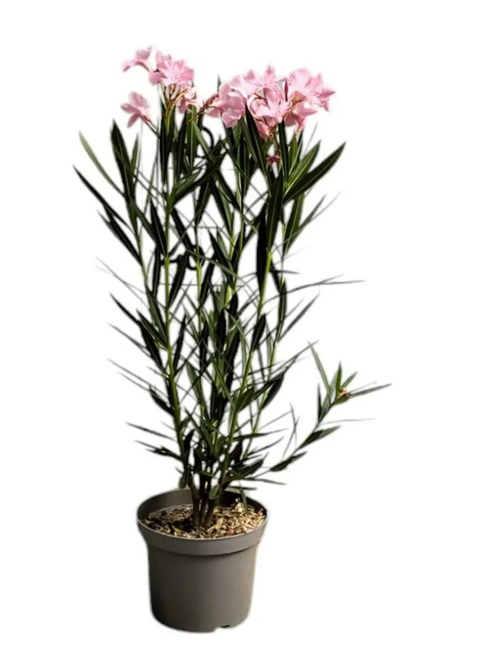 MA PÉPINIÈRE - Laurier rose 'belle helene' - pot 3 l - h 80 cm