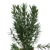 MA PÉPINIÈRE - Laurier rose 'luteum plenum' - pot 30 l - h 160 cm