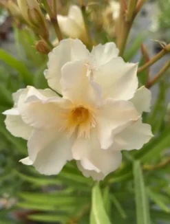 MA PÉPINIÈRE - Laurier rose 'luteum plenum' - pot 30 l - h 160 cm
