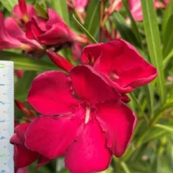 MA PÉPINIÈRE - Laurier rose 'emile sahut' - pot 15 l - h 140 cm