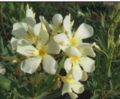 MA PÉPINIÈRE - Laurier rose 'marie gambetta' - pot 7 l - h 100 cm