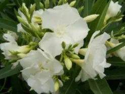 MA PÉPINIÈRE - Laurier rose 'mont blanc' - pot 3 l - h 80 cm