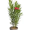 MA PÉPINIÈRE - Laurier rose 'geant des batailles' - pot 7 l - h 100 cm
