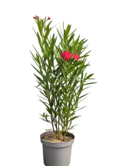 MA PÉPINIÈRE - Laurier rose 'framboise' - pot 7 l - h 100 cm