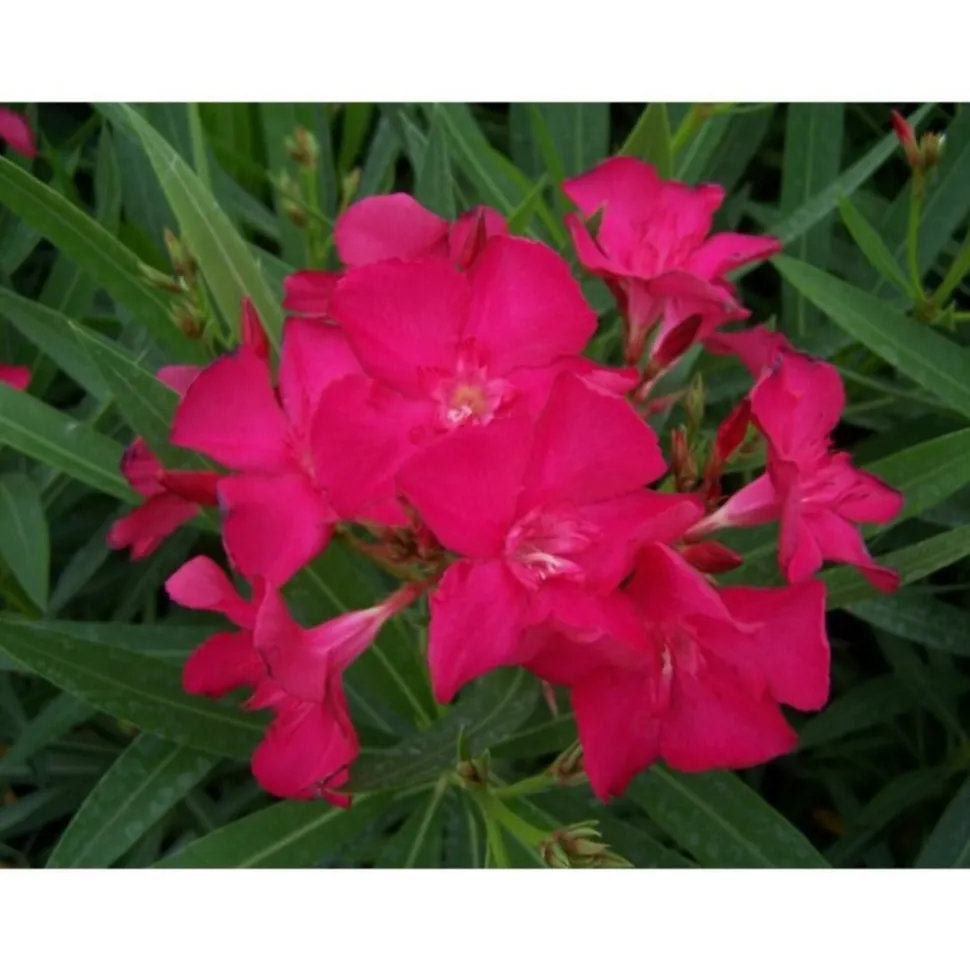 MA PÉPINIÈRE - Laurier rose 'claudia' - pot 30 l - h 160 cm