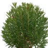 MA PÉPINIÈRE - Laurier rose 'soeur agnes' - pot 80 l - h 200 cm
