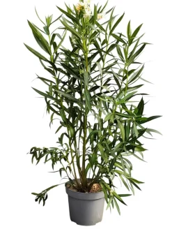 MA PÉPINIÈRE - Laurier rose 'soeur agnes' - pot 15 l - h 140 cm