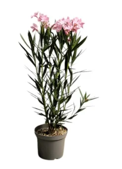 MA PÉPINIÈRE - Laurier rose 'colnem' - pot 3 l - h 80 cm