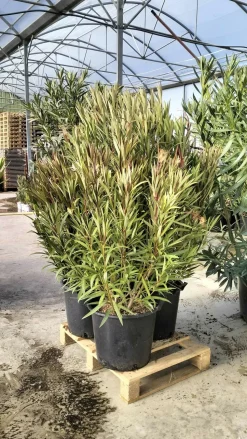 MA PÉPINIÈRE - Laurier rose 'papa gambetta' - pot 30 l - h 160 cm