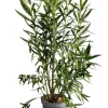MA PÉPINIÈRE - Laurier rose 'italia' - pot 15 l - h 140 cm
