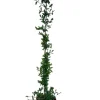 MA PÉPINIÈRE - Lonicera jap. Halliana hall prolific c4l. 60/90