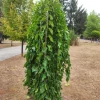 MA PÉPINIÈRE - Morus alba pendula - pot 30 l