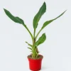 MA PÉPINIÈRE - Musella lasiocarpa - pot 5 l