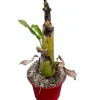 MA PÉPINIÈRE - Musella lasiocarpa - pot 4 l - h 80 cm