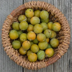 MA PÉPINIÈRE - Prunier reine claude doree - pot 15 l