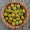 MA PÉPINIÈRE - Prunier reine claude doree - pot 10 l
