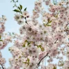 MA PÉPINIÈRE - Prunus serrulata amanogawa c30l tige-6/8