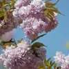 MA PÉPINIÈRE - Prunus serrulata kiku shidare zakura - pot 30 l