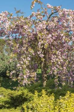 MA PÉPINIÈRE - Prunus serrulata kiku shidare zakura - pot 30 l