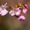 MA PÉPINIÈRE - Prunus subhirtella autumnalis rosea - pot 20 l