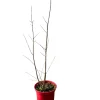 MA PÉPINIÈRE - Punica granatum 'pleniflora' c4l.