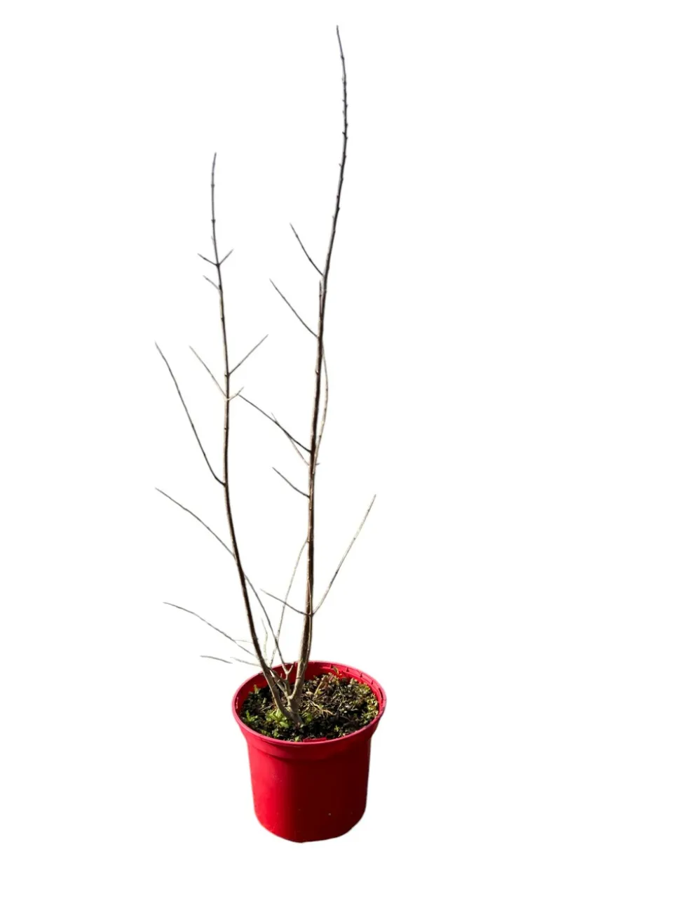 MA PÉPINIÈRE - Punica granatum 'pleniflora' c4l.
