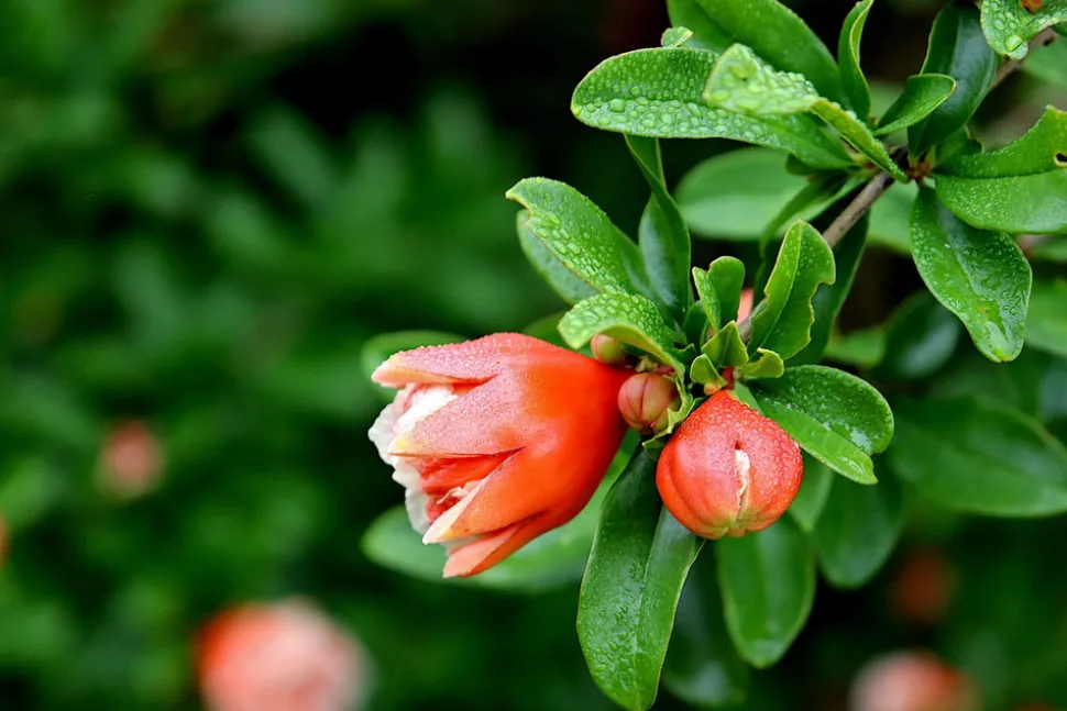 MA PÉPINIÈRE - Punica granatum 'pleniflora' c4l.