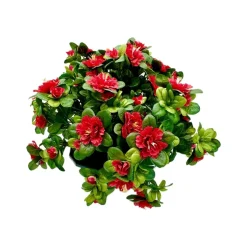 MARICHAL - Coupe de 11 azalée rouge, H37Cm - L44Cm, 3,5Kg