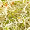 MES COURSES EN VRAC - Graines à germer- alfalfa roquette bio