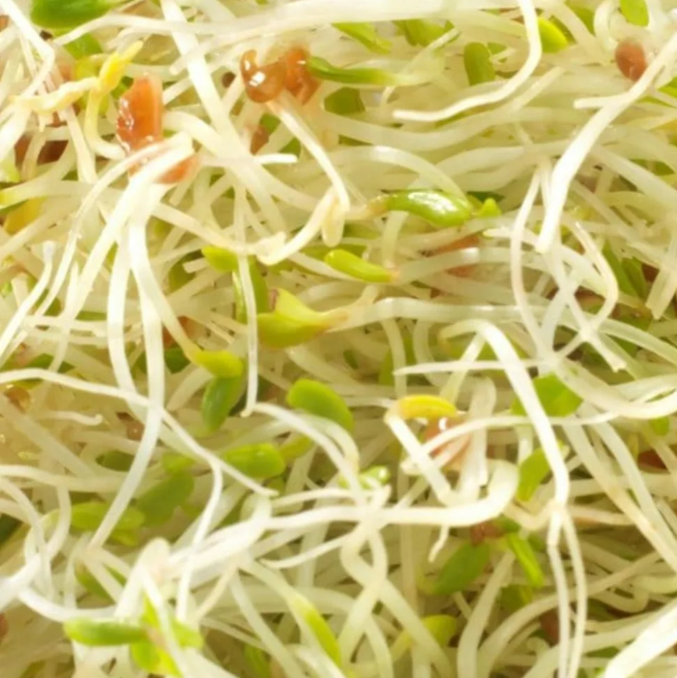 MES COURSES EN VRAC - Graines à germer- alfalfa roquette bio