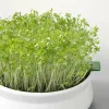 MES COURSES EN VRAC - Graines à germer- cresson bio