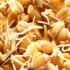 MES COURSES EN VRAC - Graines à germer- epeautre bio