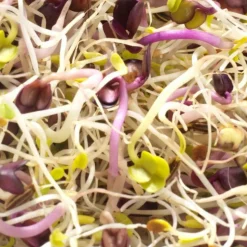 MES COURSES EN VRAC - Graines à germer- alfalfa / radis / fenouil bio