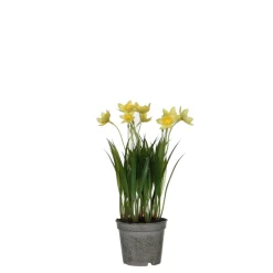 MICA - Plante artificielle jonquille, coloris jaune - H.26xD.8,5cm