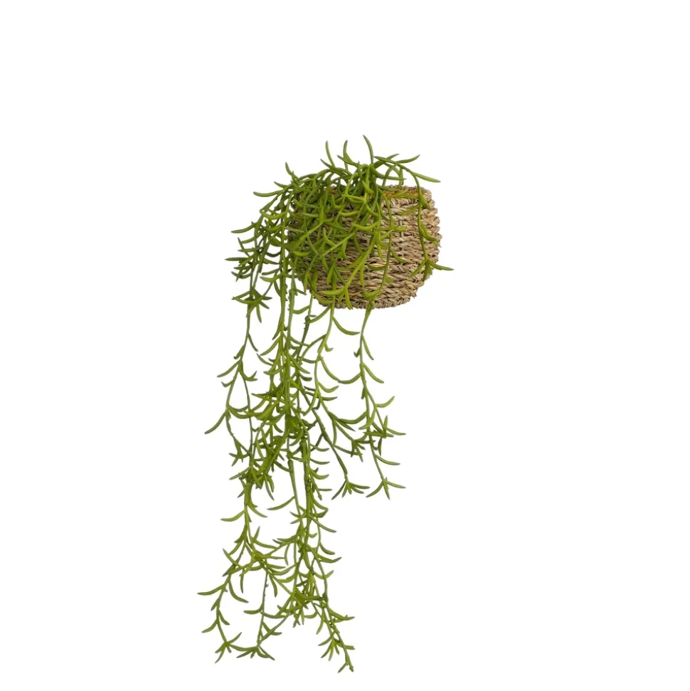 MICA - Rhipsalis en panier à suspendre H.14xD.14cm vert