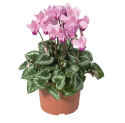 Mini cyclamen : pot D.11cm - Coloris variables