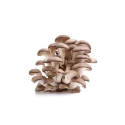 MINICHAMP - Kit champignons pleurotes gris à faire pousser