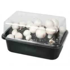 MINICHAMP - Kit champignons de paris blanc à faire pousser