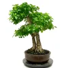 MITTON - Bonsaï Duranta - 16 ans - Pot + Soucoupe