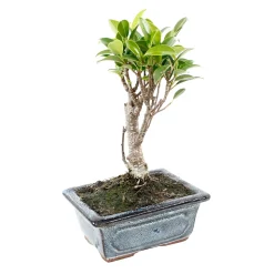MITTON - Bonsaï Ficus :3-4 ans