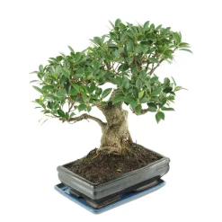 MITTON - Bonsaï Ficus :10-12 ans étage