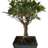 MITTON - Bonsaï Ficus :7-9 ans boule
