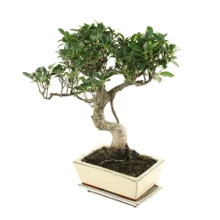 MITTON - Bonsaï Ficus :7-9 ans étage