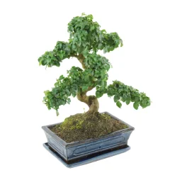 MITTON - Bonsaï Ligustrum: 10-12 ans étage