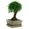 MITTON - Bonsaï Orme de Chine :7-9 ans boule